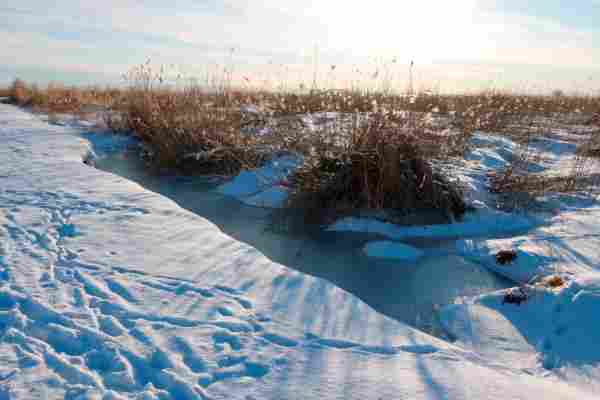 Fotografie vysokých houští suchých travin, které jako sněhové ostrůvky vystupují ze zamrzlé vody.